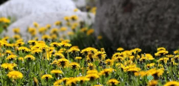 Ilustracja poradnika Jak zrobić syrop z mniszka lekarskiego? Przepis, właściwości i zastosowanie