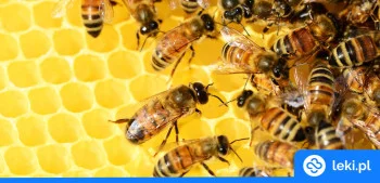 Ilustracja poradnika Uczulenie na pszczoły i jad owadów – objawy, leczenie, odczulanie