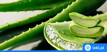 Ilustracja poradnika Aloes na rany, blizny i zaparcia – właściwości i zastosowanie