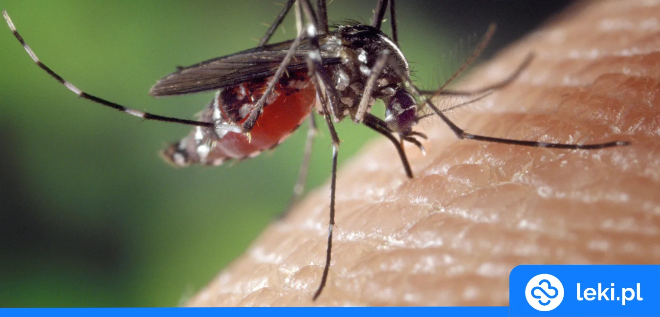 Jak odstraszyć komary? Sprawdzone sposoby na komary latem