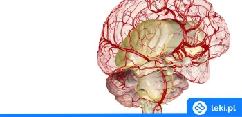 Ilustracja poradnika Asymetria tętnic kręgowych i hipoplazja mózgu – objawy i leczenie