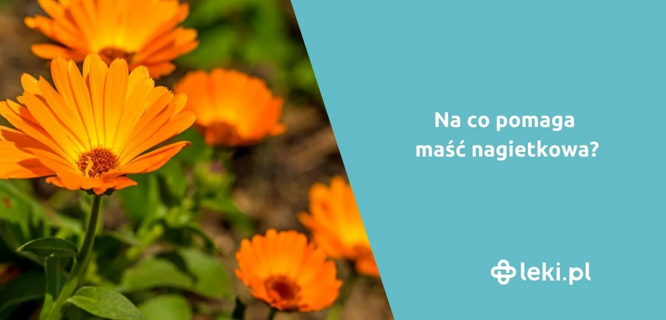 Maść nagietkowa – właściwości, zastosowanie i gotowe preparaty