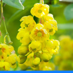 Berberyna na odchudzanie – działanie, skutki uboczne i jak długo stosować