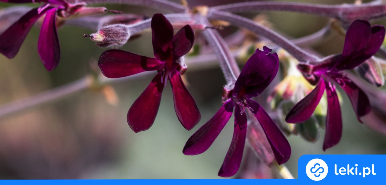Pelargonia afrykańska na odporność – czy warto ją stosować?