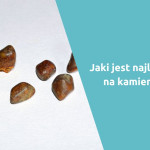 Leki rozpuszczające kamienie żółciowe – skuteczne leczenie kamicy żółciowej