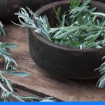 Odrobaczanie ludzi – skuteczne leki i tabletki bez recepty