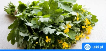 Ilustracja poradnika Jaskółcze ziele na kurzajki – jak je stosować?