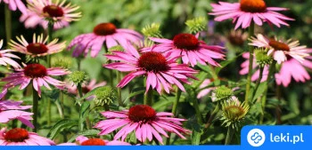 Ilustracja poradnika Jeżówka purpurowa – właściwości, tabletki, syrop i przeciwwskazania