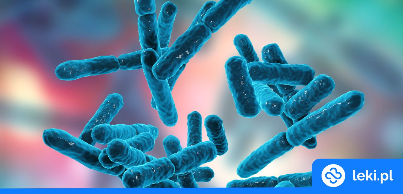 Akkermansia muciniphila – probiotyk wspierający zdrowie jelit