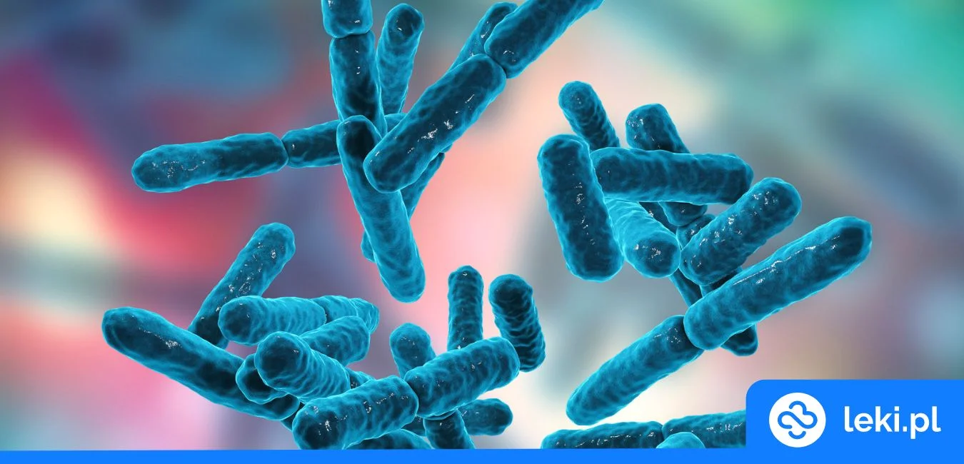Akkermansia muciniphila – probiotyk wspierający zdrowie jelit