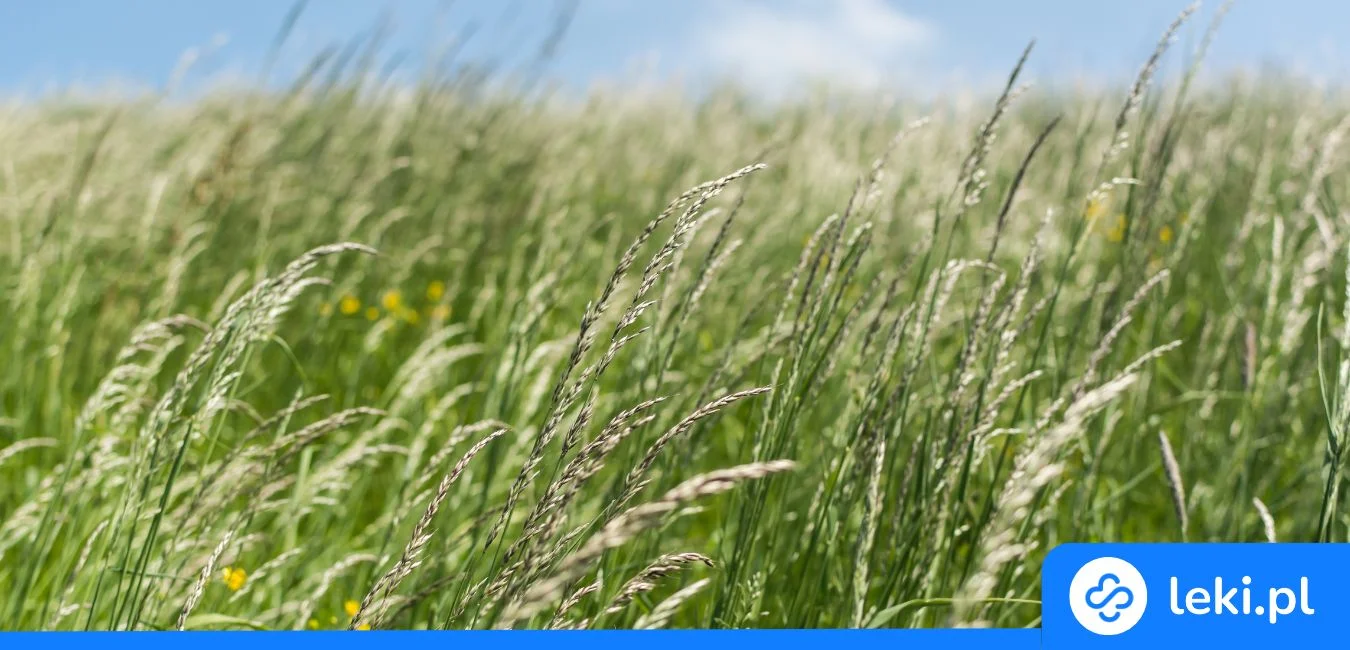 Uczulenie na trawy – objawy, pylenie, leczenie alergii na trawę