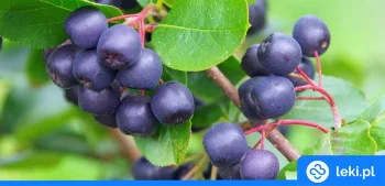 Ilustracja poradnika Jakie właściwości lecznicze ma aronia?