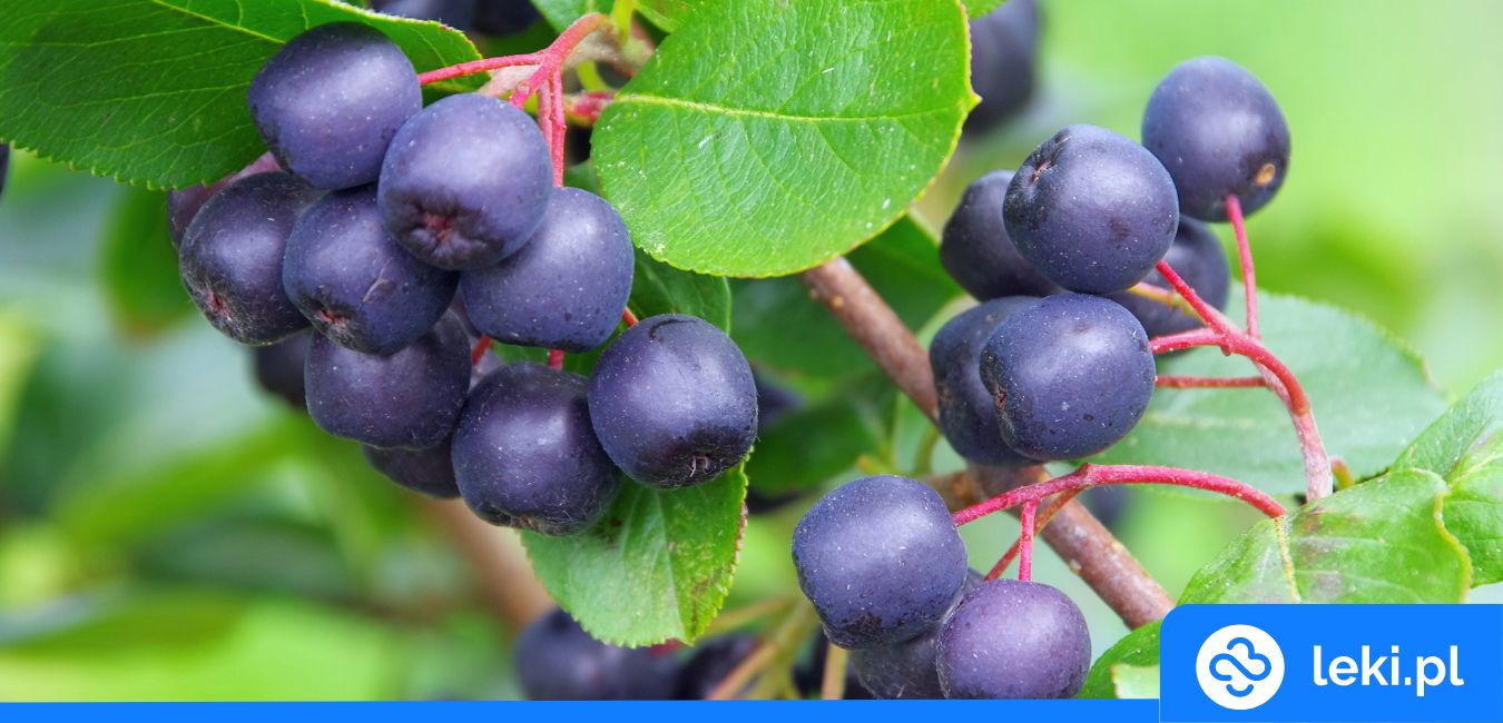 Jakie właściwości lecznicze ma aronia?