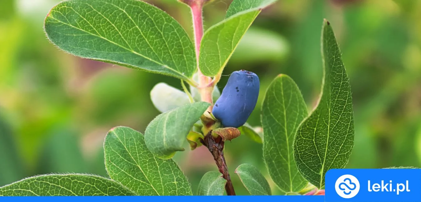Jakie właściwości ma jagoda kamczacka?