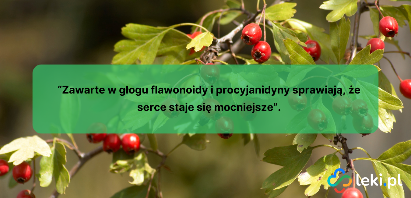 Głóg jest dobry na serce dla seniora (fot. Canva).