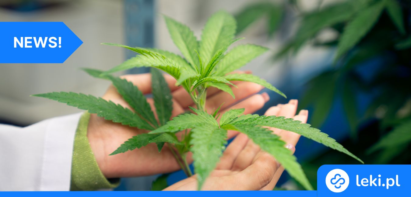 Marihuana i zdrowie trzustki – musisz znać to ryzyko