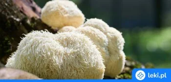 Ilustracja poradnika Soplówka jeżowata – właściwości, dawkowanie i najlepsze suplementy