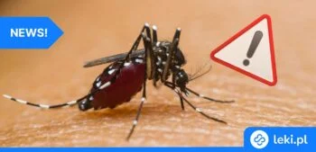 Ilustracja poradnika Czy grozi nam epidemia dengi? Niepokojące doniesienia z Madery!