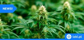 Ilustracja poradnika Czy marihuana szkodzi pamięci? Nowe badania rozwiewają wątpliwości