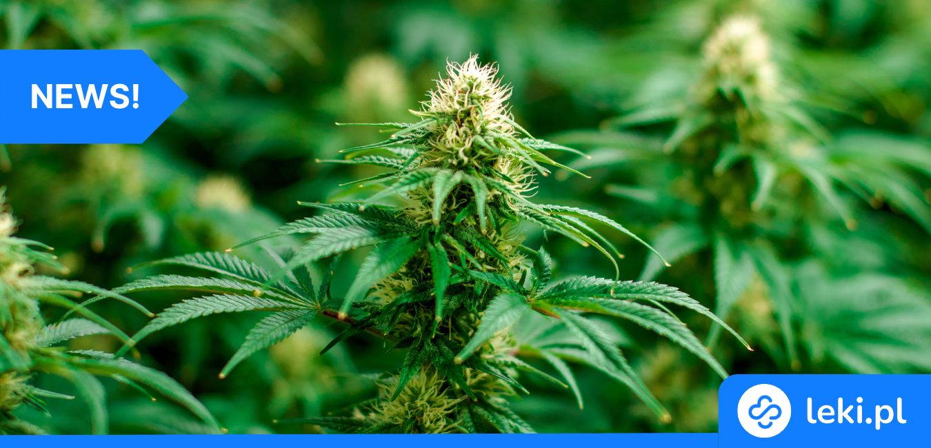Czy marihuana szkodzi pamięci? Nowe badania rozwiewają wątpliwości
