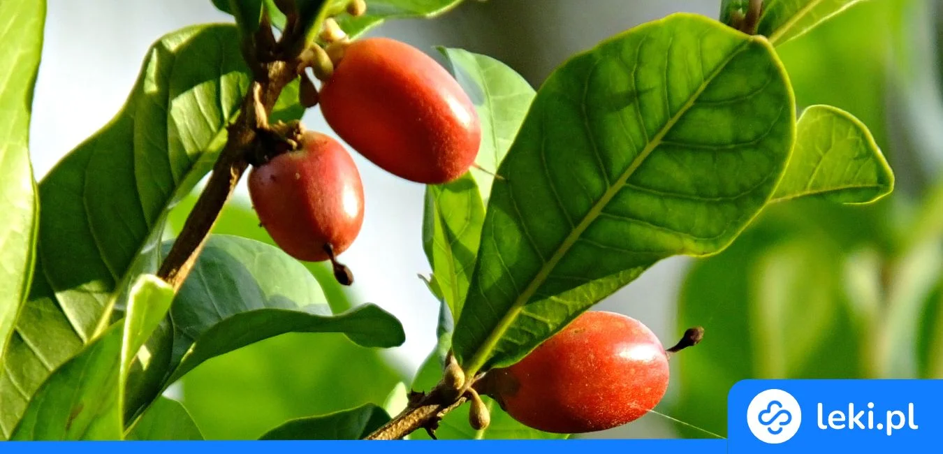 Mirakulina – jak działa i czy jest bezpieczna dla zdrowia?