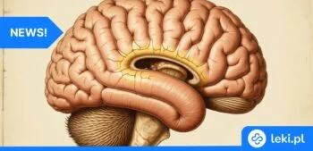 Ilustracja poradnika Nowe odkrycia w leczeniu rzadkiej choroby mózgu HDLS