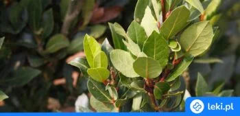 Ilustracja poradnika Napar z liści laurowych – naturalny sposób na zdrowie i dobre samopoczucie