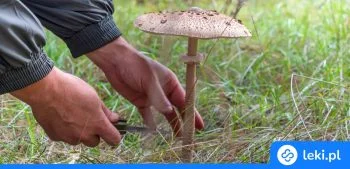 Ilustracja poradnika Objawy zatrucia grzybami – jak rozpoznać i kiedy pojawiają się pierwsze symptomy