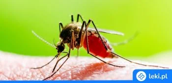 Ilustracja poradnika Jakie są objawy żółtej febry i jak się przed nią skutecznie chronić?