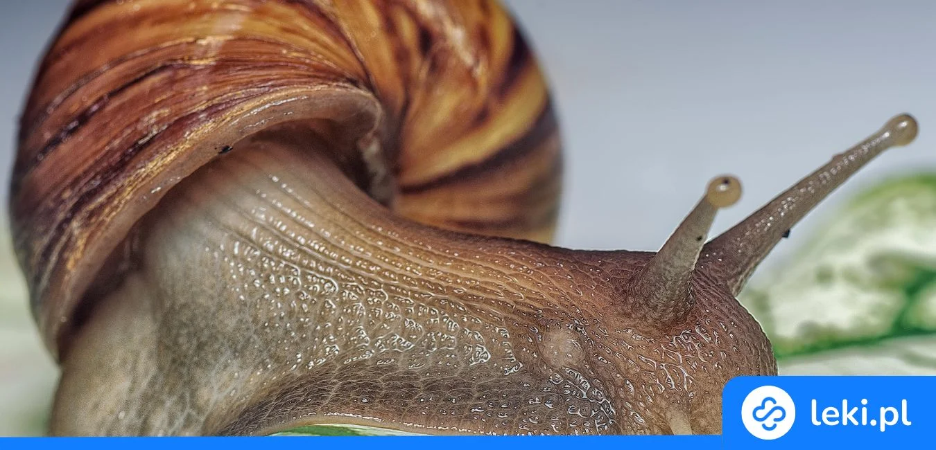 Śluz ślimaka – jak działa i jakie ma właściwości?