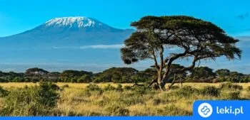 Ilustracja poradnika Szczepienia do Kenii i Tanzanii – jak przygotować się na safari?