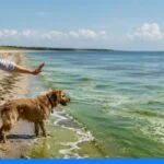 Sinice w Bałtyku – jak je rozpoznać i uniknąć zagrożenia na plaży?